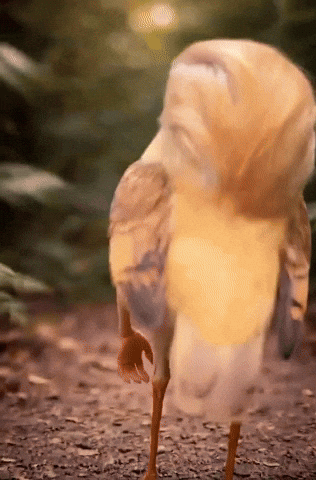 Bird Badbunny GIF