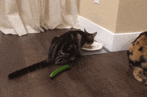hungry cat GIF