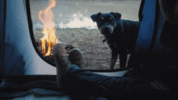 jugendleiter dog camping hund jugendarbeit GIF