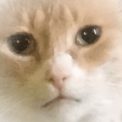 Dreamy Cat GIFs - Get the best GIF on GIPHY