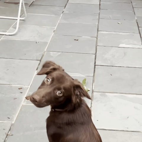 Chandelle Dog Puppy Cachorro What Whaaat GIF