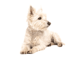 Happy Dog Sticker by I and Love and You