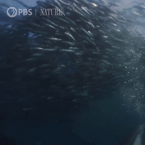 Marine Life Fish GIF by Nature on PBS