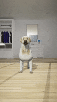 Dog Lol GIF by systaime