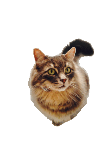 Cat Wtf Sticker by Tilly Thomas lux