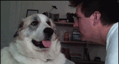 Dog Slap GIFs - Get the best GIF on GIPHY