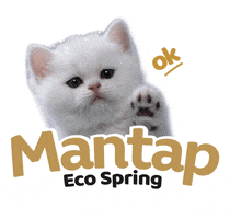 Cat Ok GIF by Eco Spring  at Iskandar Malaysia
