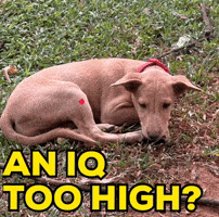 An Iq Too High GIF