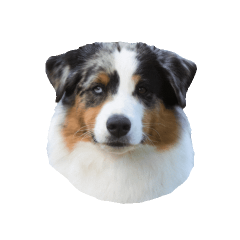 Cat Dog Sticker by Animal Rehabilitation Center