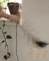 Jumping Cat Cats Rule GIF by Sheba Official