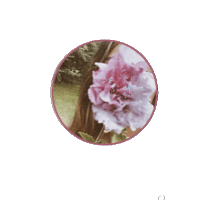 Design Sticker