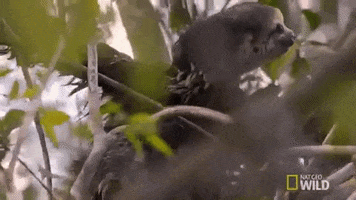 amazon sloth GIF by Nat Geo Wild