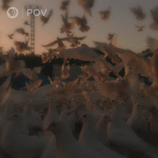POV GIF