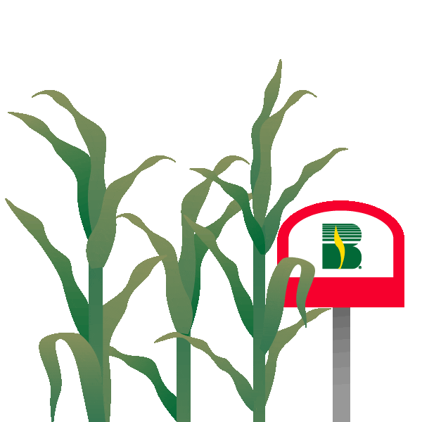 Corn Becks Sticker by Beck's Hybrids