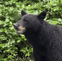 Bear Russia GIF
