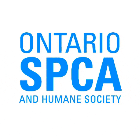 GIF by Ontario SPCA