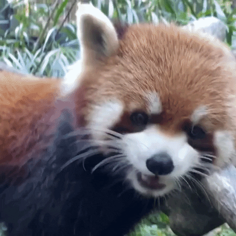 Red Panda Love GIF by San Diego Zoo Wildlife Alliance