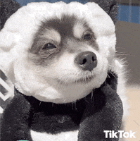 Hungry Lets Eat GIF by TikTok