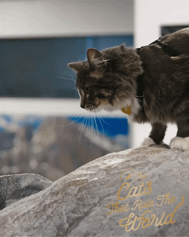 Cats Rule Adventure Cat GIF by Sheba Official
