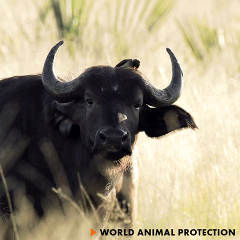 Toro Vaca GIF by World Animal Protection