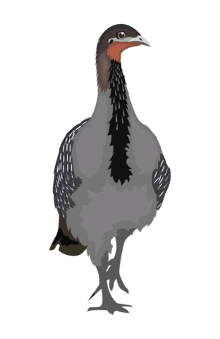 Endangered Species Sticker Sticker by NSW Department of Planning, Industry and Environment