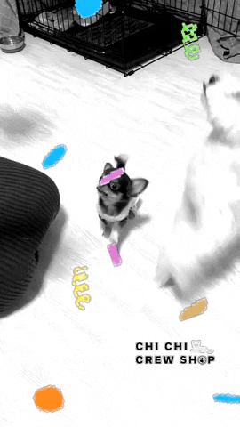 Puppy GIF