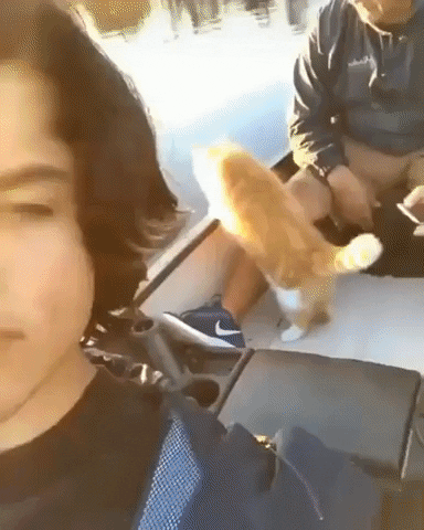 Cats GIF