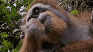 When Nature Calls Orangutan GIF by ABC Network