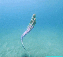 mermaid GIF