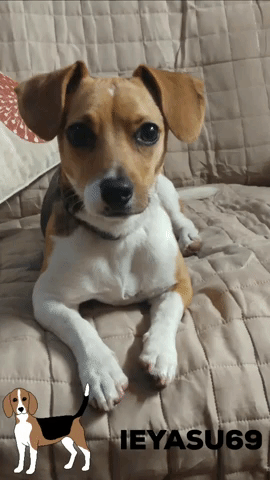Dog Beagle GIF
