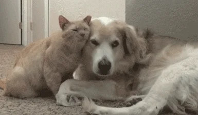animal friendship GIF