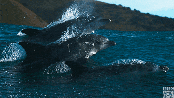 leaping blue planet GIF by BBC America