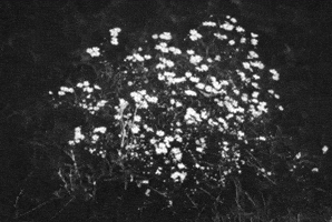 Cough Syrup Daisies GIF by Young The Giant