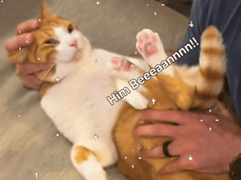 Cat Ron GIF