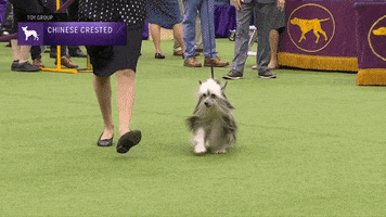 Chinese Crested Dogs GIF by Westminster Kennel Club