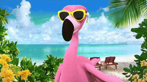 Pink Check It Out GIF by orientaltrading - Find & Share on GIPHY