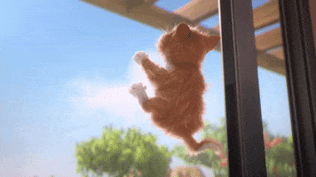 Mad Cat GIF by MightyMike