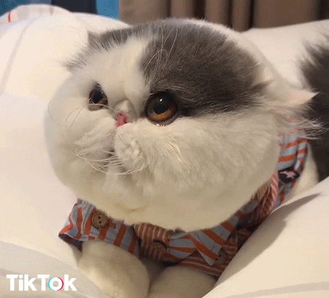 Download Hi Gif Cute Dog Images