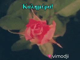 Kalimera Καλημερα GIF by Vimodji