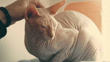 Video gif. Sphynx cat is being scratched between its ears and it blinks its eyes in pleasure.