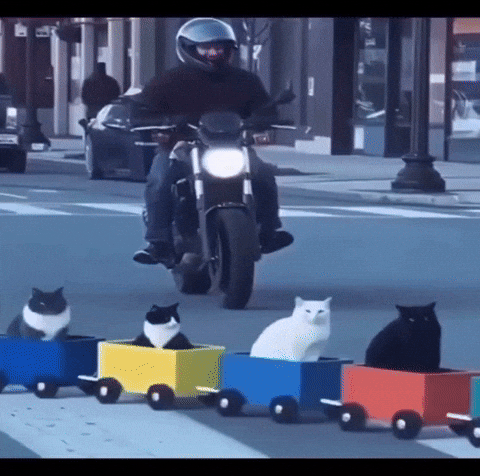 Cute Cat Cats In Boxes GIF