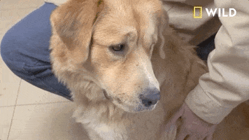 Incredible Dr Pol Dog GIF by Nat Geo Wild