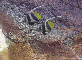Marine Biology Ocean GIF