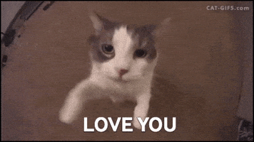 cat love you