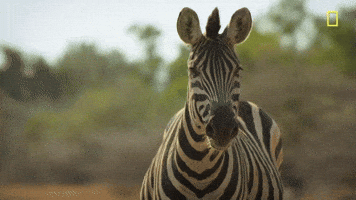 200.gif?cid=95b2794440828a5322e799b728f5a4c7459008998482c48e&rid=200.gif&ct=g