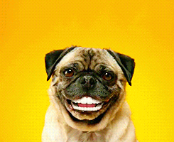 dog smiling GIF