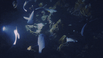 Costa Rica Shark GIF by Mission Blue