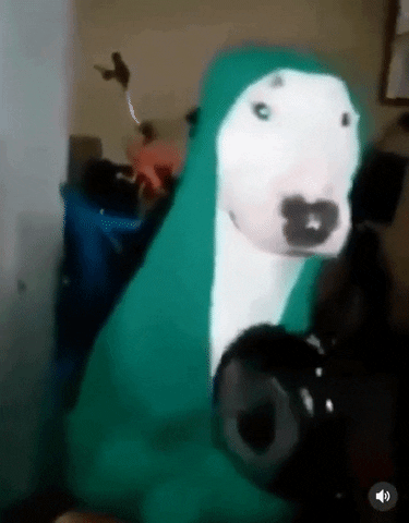 Kermit The Dog GIFs - Find & Share on GIPHY