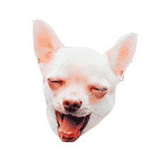 Chihuahua Troll Lol Sticker for iOS & Android | GIPHY