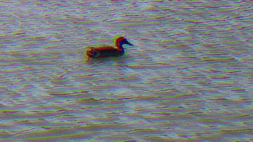 jakob_concepstore water relax sea duck GIF